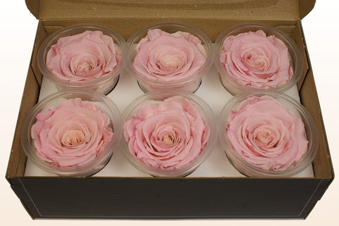 Größe L, 6 Rosen