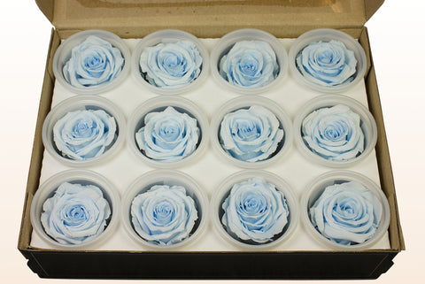 Größe S, 12 Rosen