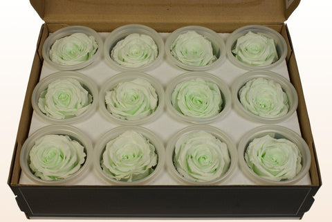 Größe S, 12 Rosen