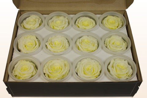 Größe S, 12 Rosen