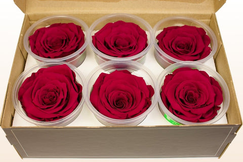 Größe XL, 6 Rosen