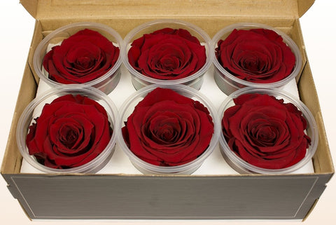 Größe XL, 6 Rosen