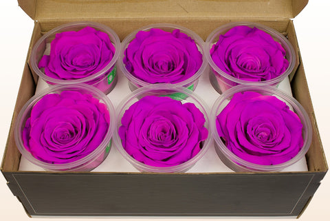 Größe XL, 6 Rosen