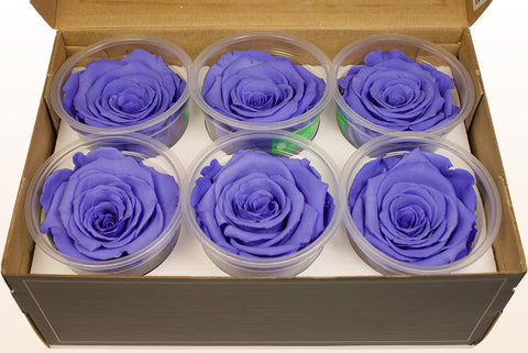 Größe L, 6 Rosen