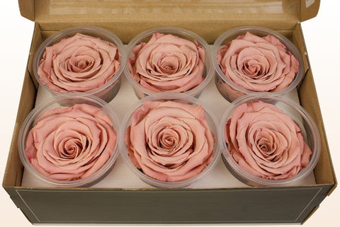 Größe XL, 6 Rosen