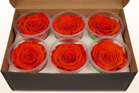 Größe XL, 6 Rosen