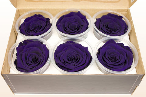 Größe XL, 6 Rosen