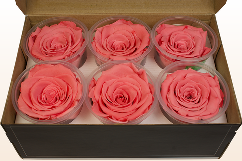Größe XL, 6 Rosen