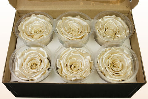 Größe XL, 6 Rosen