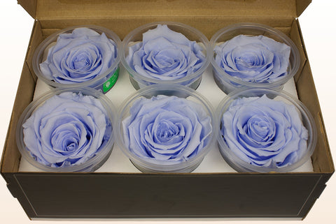 Größe XL, 6 Rosen
