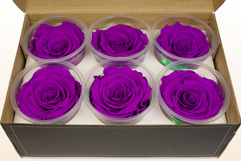 Größe L, 6 Rosen