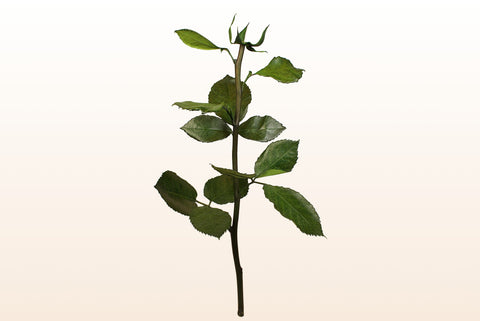 Rosenstiele, 30 cm.